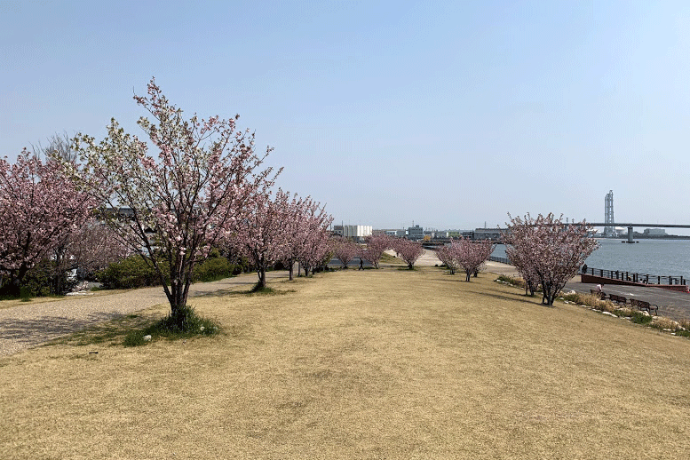 桜の綺麗な富双緑地クロカン２時間ロング走で走り込み不足を痛感