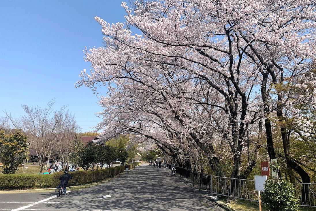 四日市でも屈指の桜満開の絶景に癒されながら伊坂ダム２１キロロング走
