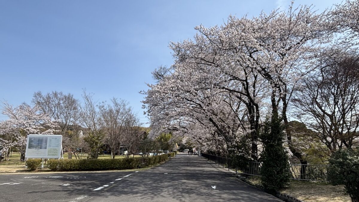 桜満開の伊坂ダムランは走り込み不足の影響により花を愛でる余裕すらなく