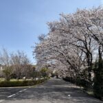 桜満開の伊坂ダムランは走り込み不足の影響により花を愛でる余裕すらなく